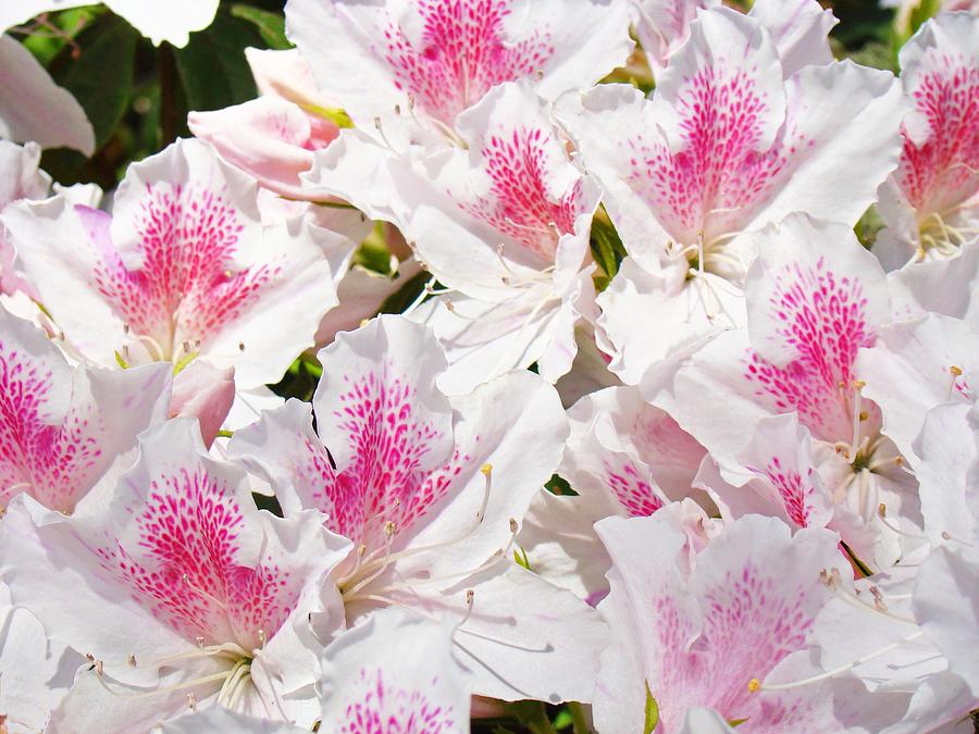 Azaleas Flowers Pink White Azalea Floral Baslee Troutman ...