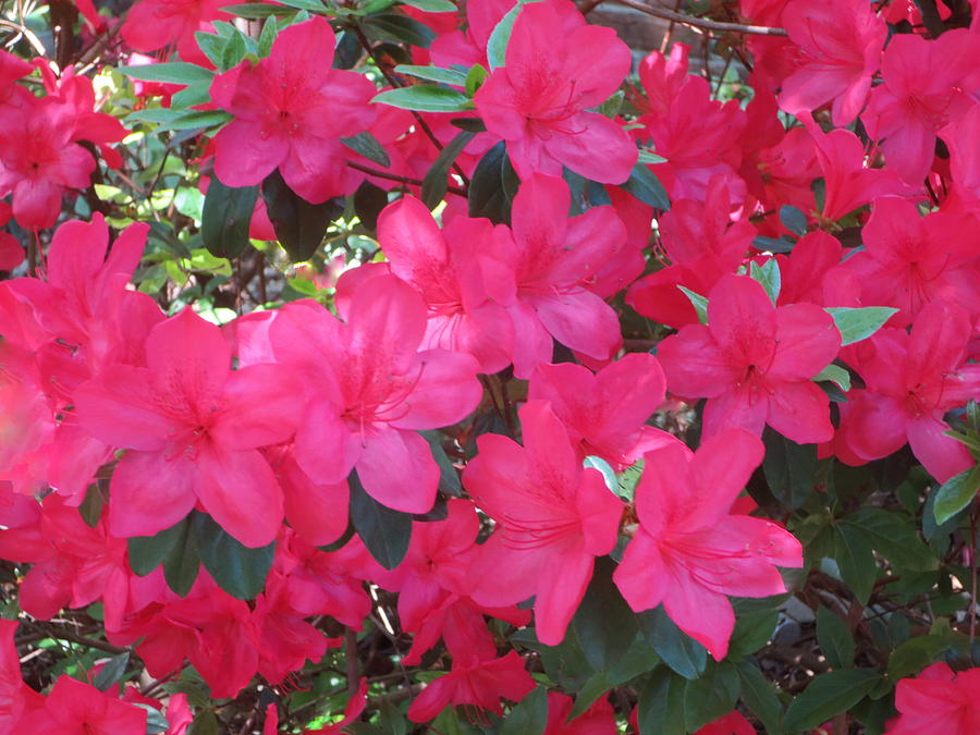 Azaleas in Bloom Photograph by Betsy Cullen - Fine Art America