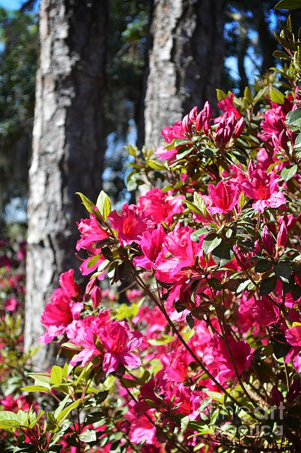 Azaleas In Full Bloom Photograph By Linda Covino - Pixels