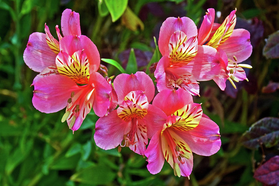 Azaleas in Golden Gate Park in San Francisco, California  Photograph by Ruth Hager