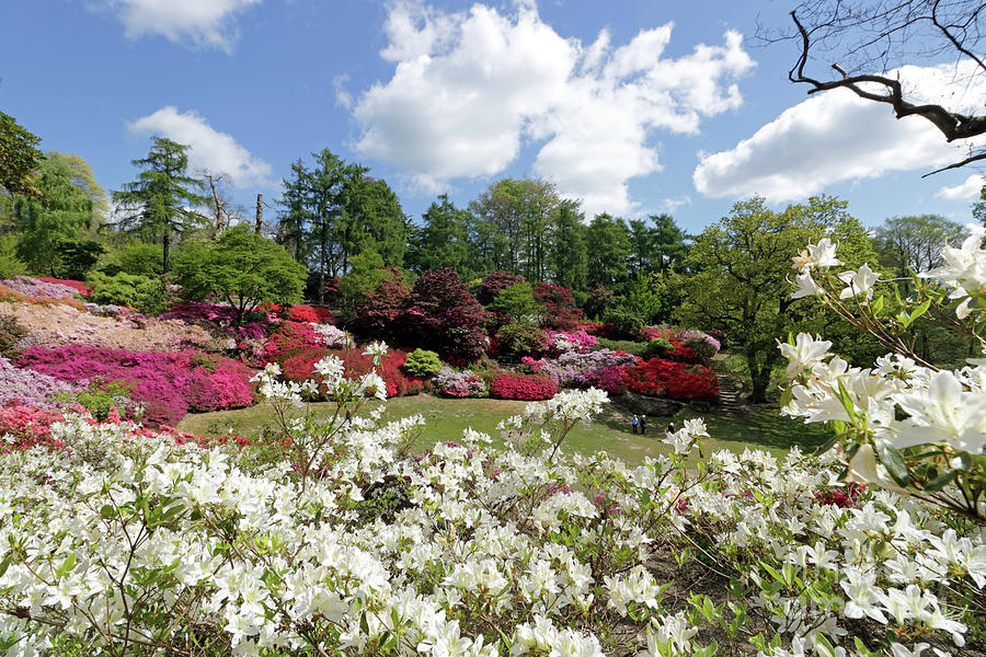Azaleas in the Punch Bowl at Virginia Water UK Photograph by Julia Gavin