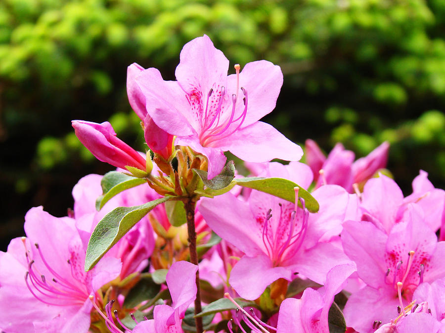 Azaleas Pink Azalea Flowers Artwork 12 Landscape Art Prints Photograph