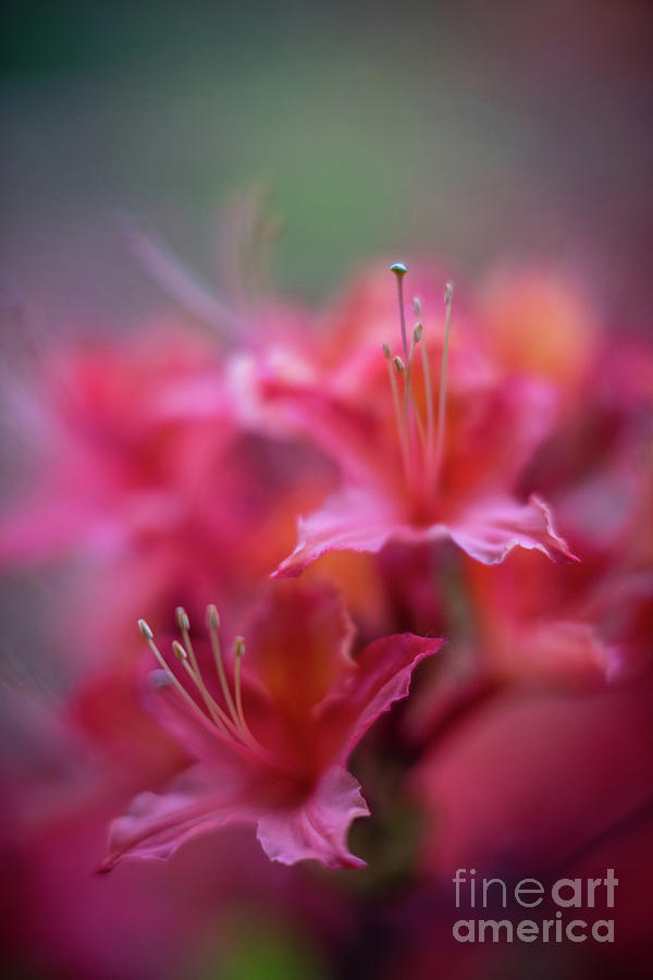Azaleas Soft Flowers Details Photograph by Mike Reid
