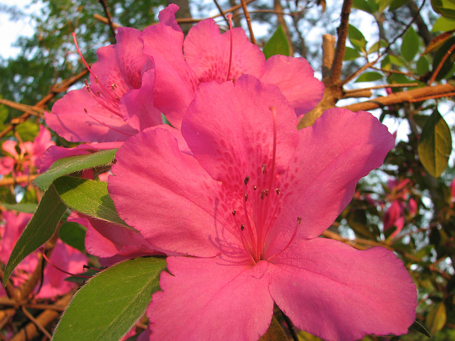 Azaleas Photograph by Creative Solutions RipdNTorn