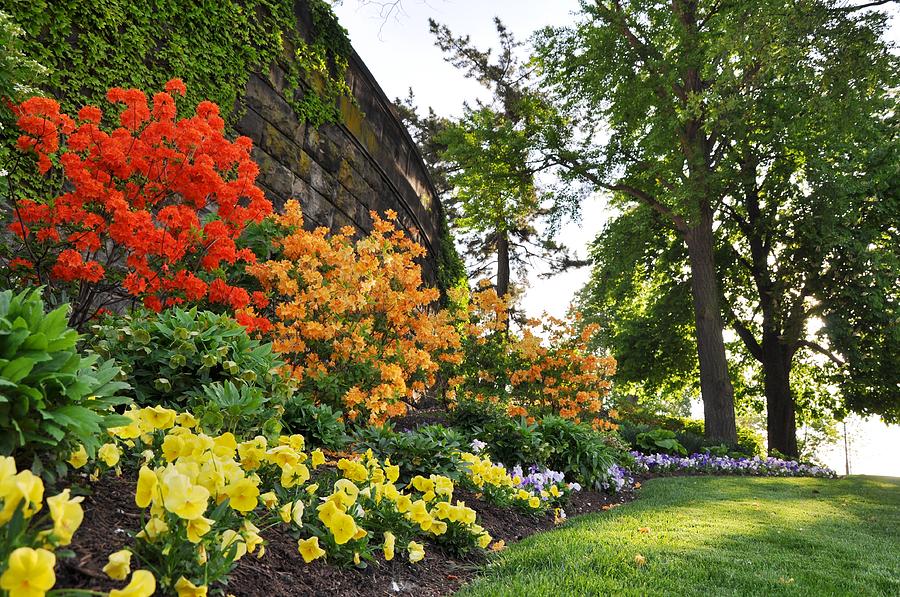 Azaleas Wall Photograph by Andrew Dinh