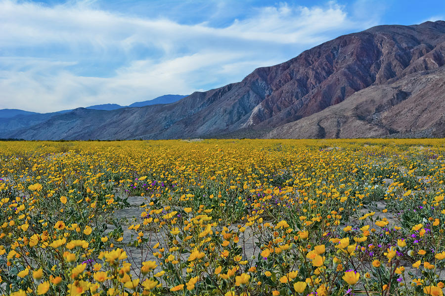 Azna Borrego Desert Sunflowers Photograph by Kyle Hanson