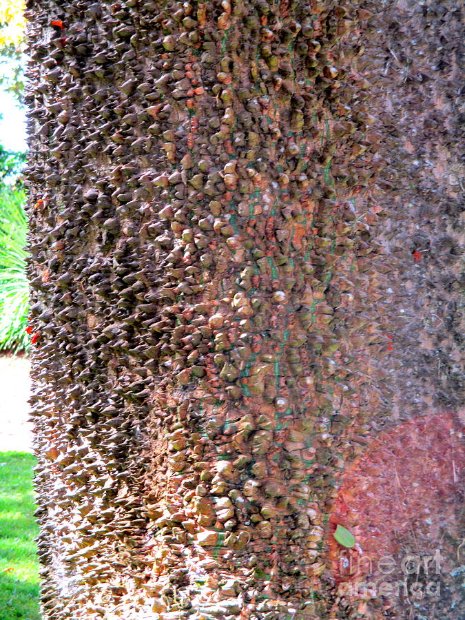 Azores Tree Bark Photograph by Randall Weidner