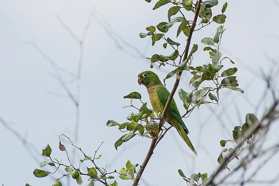Aztec Parakeet Photograph by Ronnie Maum