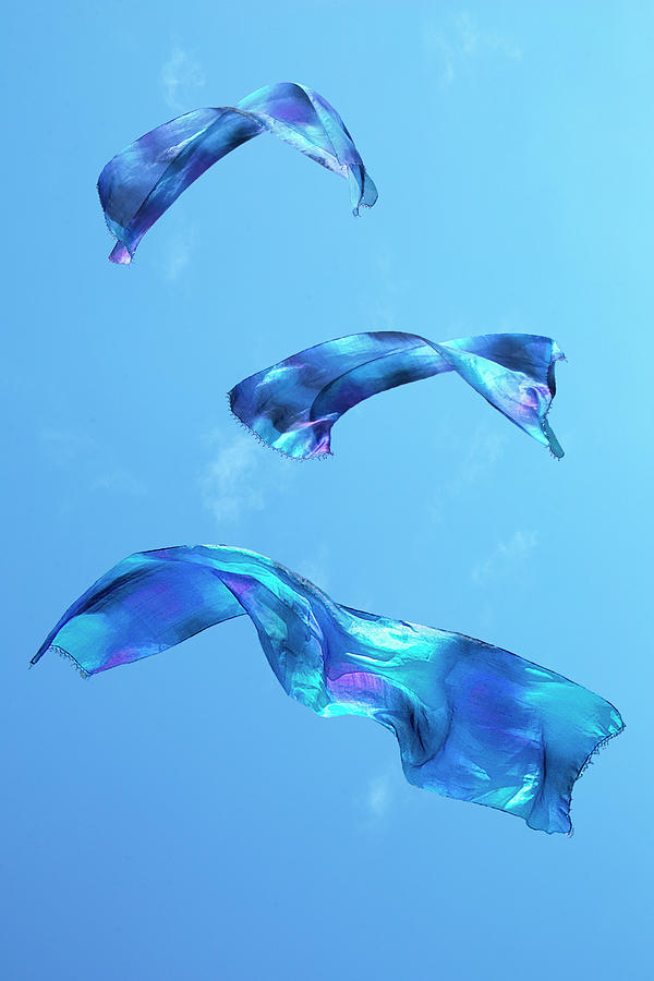 Azure And Aqua In Flight Photograph by Terri Schaffer - Lifes Color