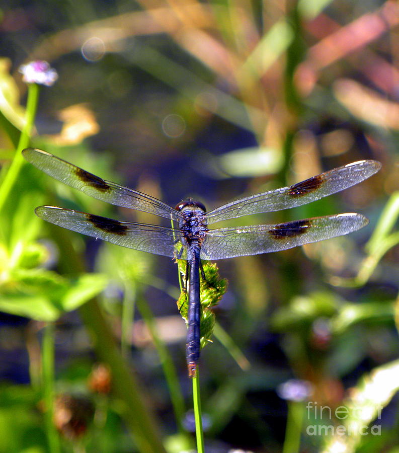 Azure Dragonfly Photograph by Terri Mills