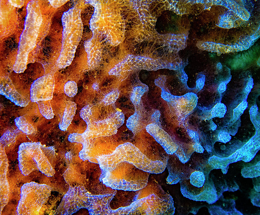 Azure Vase Sponge Close up Photograph by Jean Noren