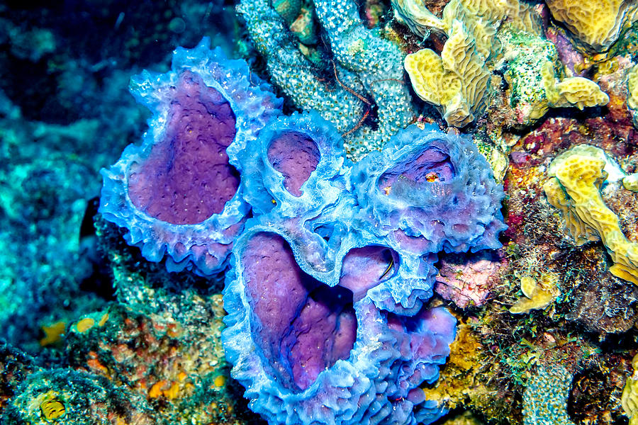 Azure Vase Sponges Photograph by Perla Copernik