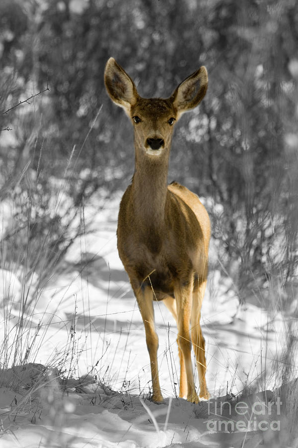 B and W Mule Deer in Winter Snowstorm Photograph by Steven Krull