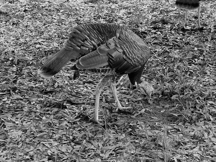 B and W Tom Turkey   Photograph by Christopher Mercer
