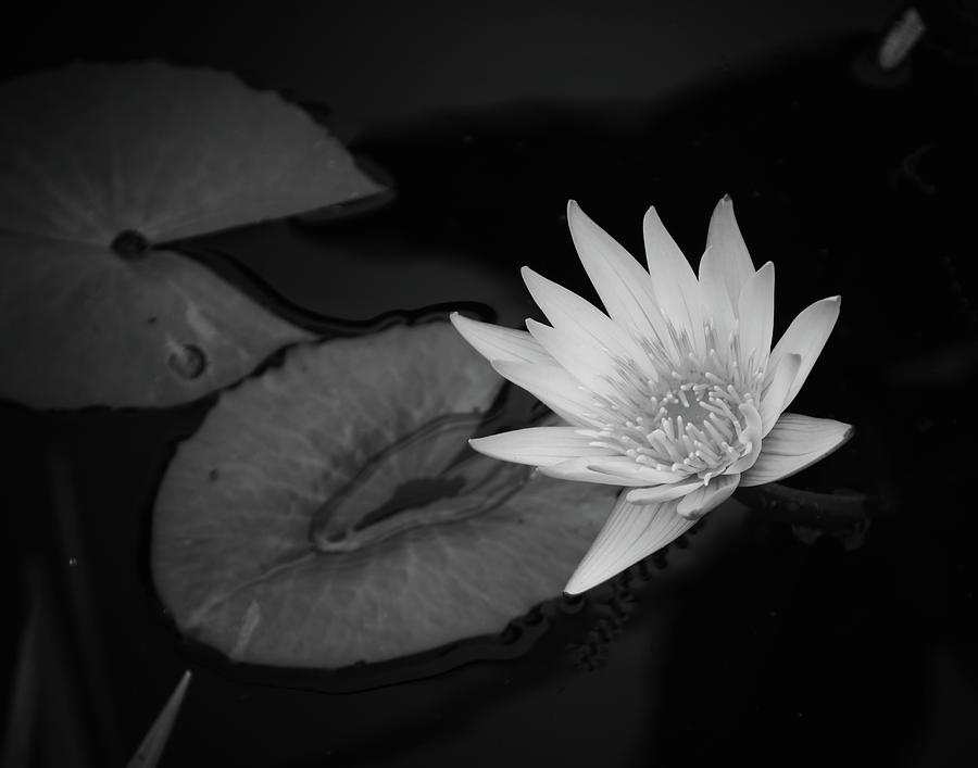 B and W waterlily by Michael Raiman B and W waterlily by Michael Raiman