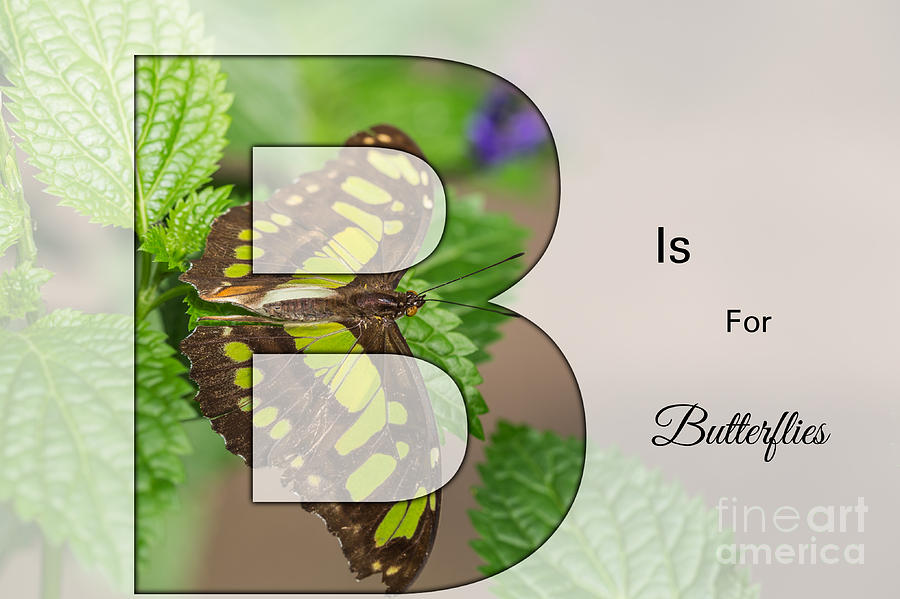 B is for Butterflies Digital Art by Eva Lechner