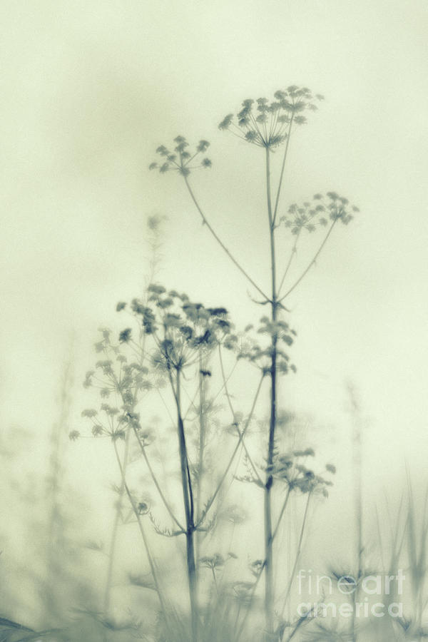 Wild flowers 3 Photograph by Priska Wettstein