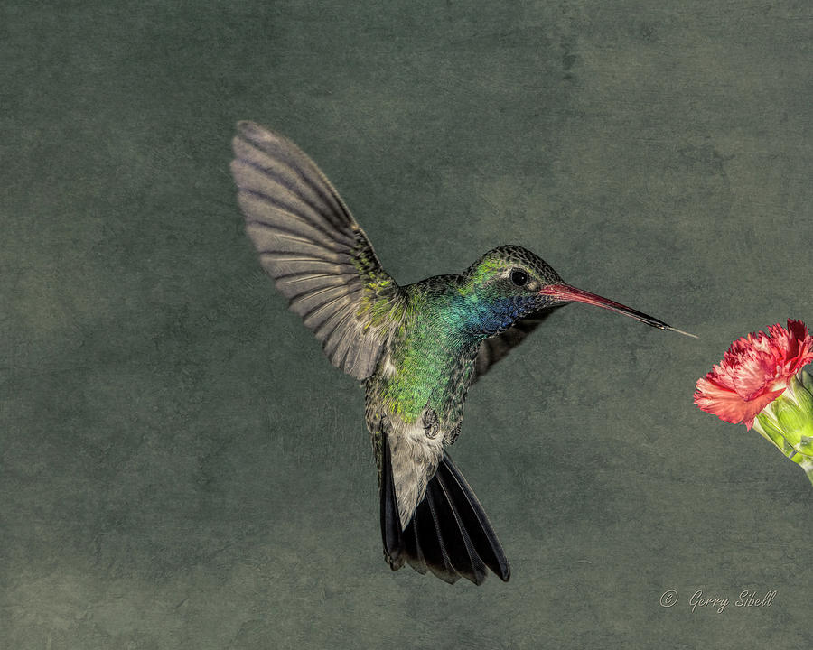 Nature Photograph - B B Hummingbird by Gerry Sibell