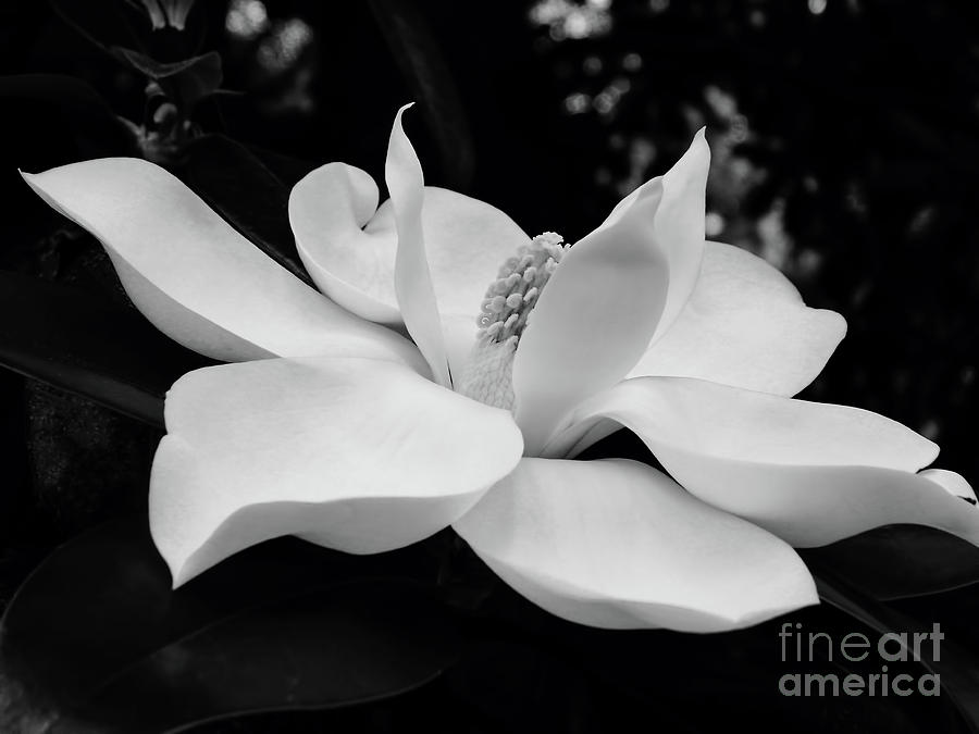 B W Magnolia Blossom Photograph by D Hackett