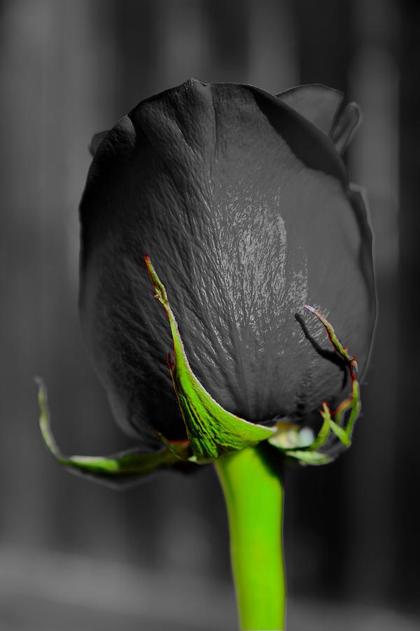 B W of a Red Rose on a Green Stem Photograph by DUG Harpster - Pixels