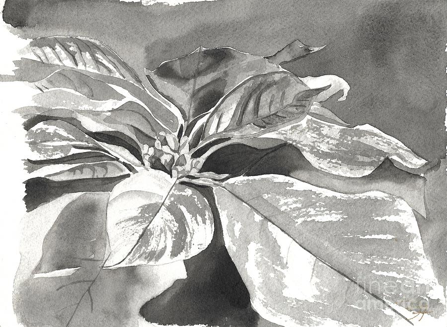 B/W Study for Poinsettia Painting by Denise Ogier