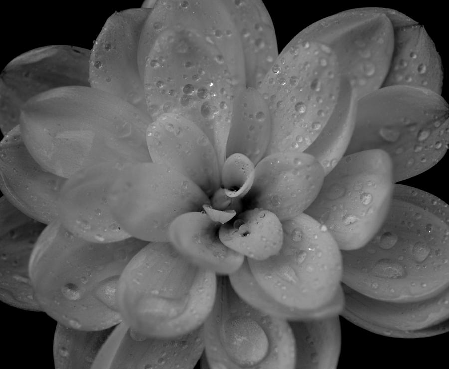 B/w White Dahlia Photograph by Paul Gavin - Fine Art America