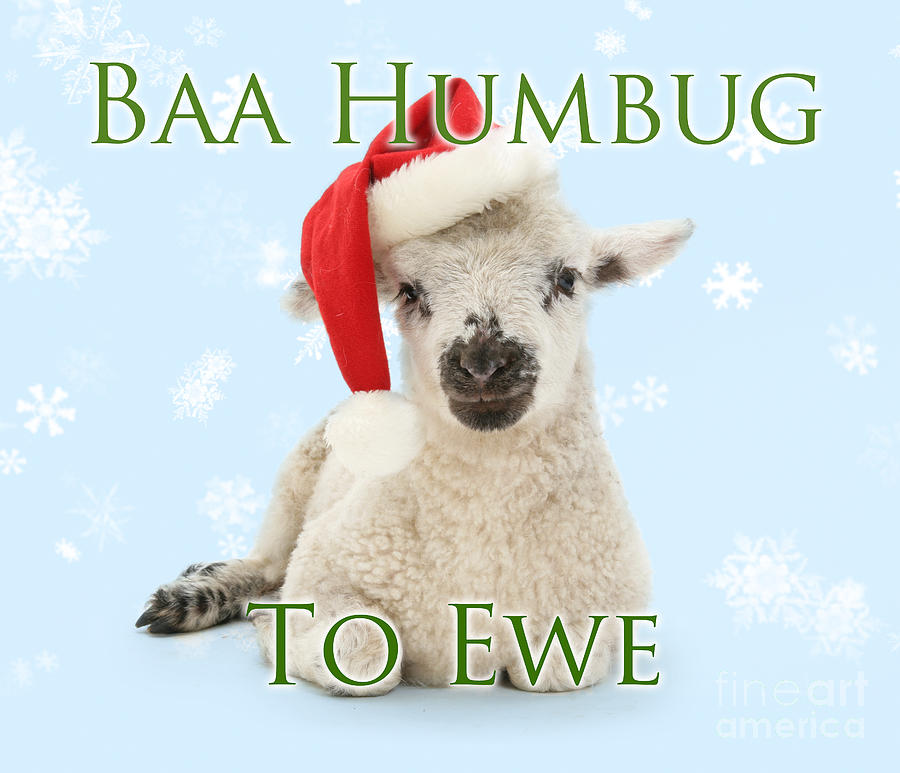 Baa Humbug to Ewe Photograph by Warren Photographic