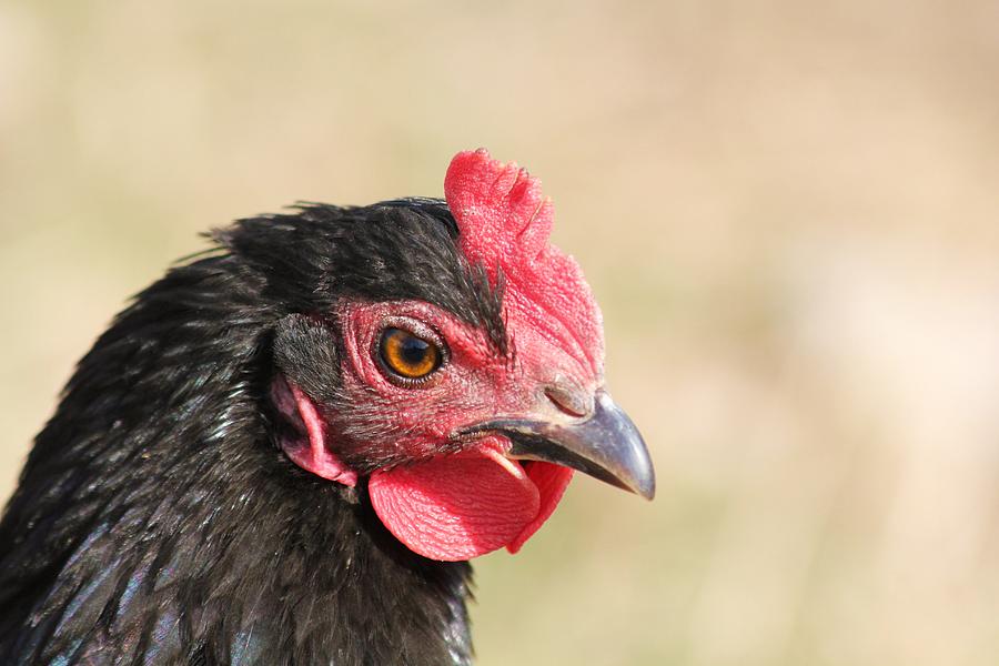 Bab the Sweet Hen Photograph by Roxanne Basford - Fine Art America