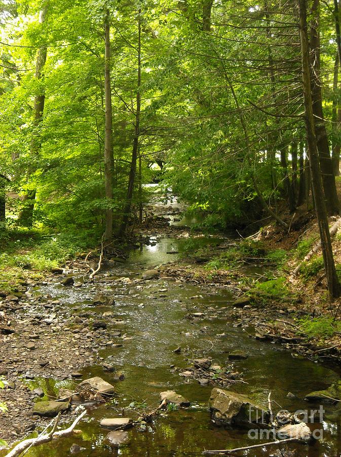 Babbling Brook Photograph by Michelle Welles
