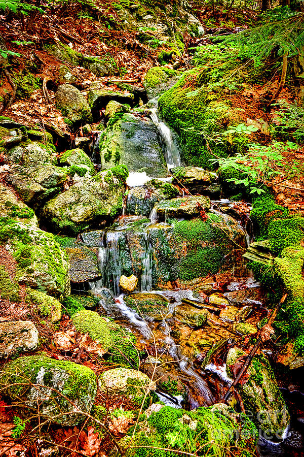 Babbling Brook Photograph by Olivier Le Queinec