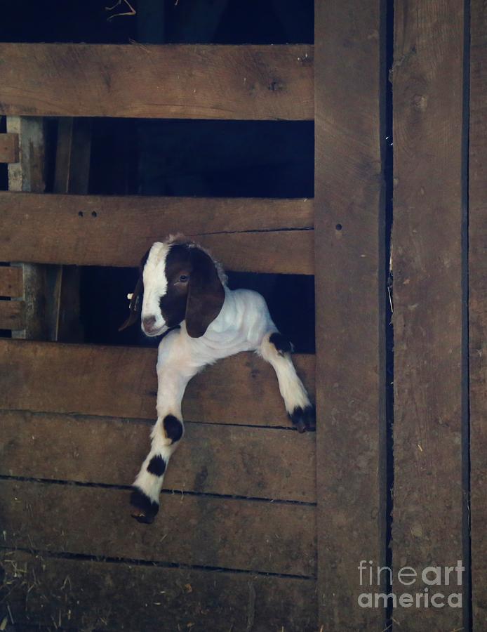 Babby Goat Photograph