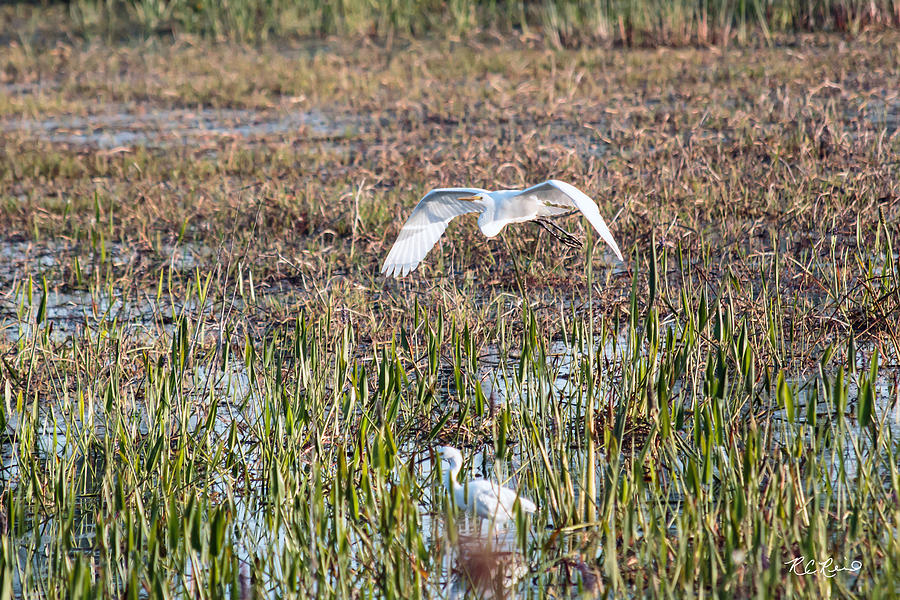 Babcock Wilderness Ranch - Great Egret over the Marsh Photograph by Ronald Reid