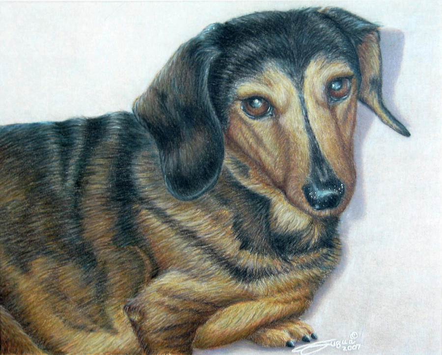 Dog Drawing - Babe by Beverly Fuqua