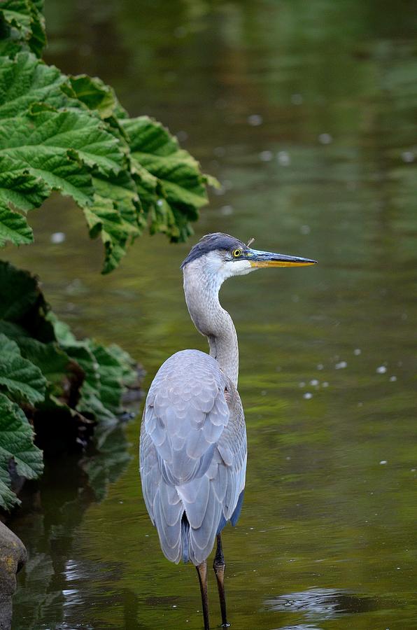 Babe Blue Photograph by Vivian Sampson - Fine Art America