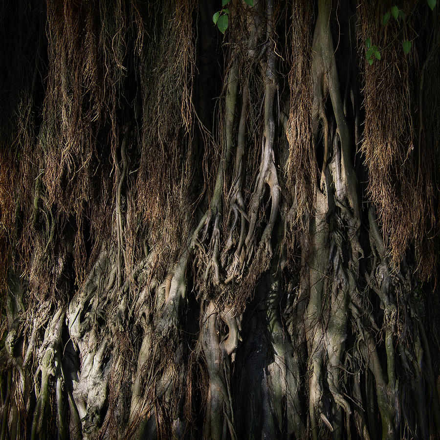 Tree Photograph - Babe by Mario Celzner