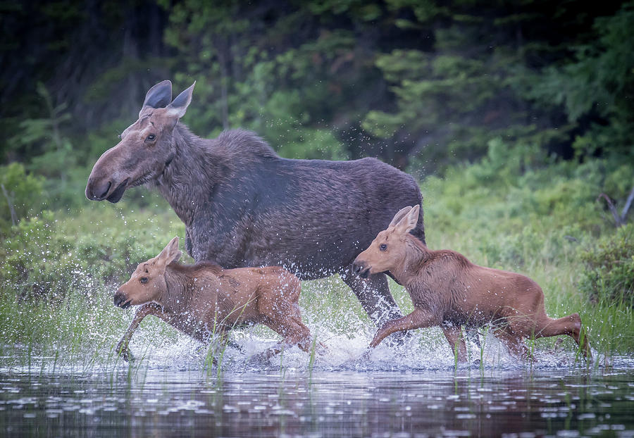 Babies in tow Photograph by Ian Sempowski