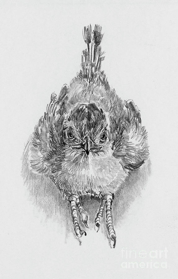 Wildlife Drawing - Babies of the Bosque Baby Roadrunner by Pat Oldham