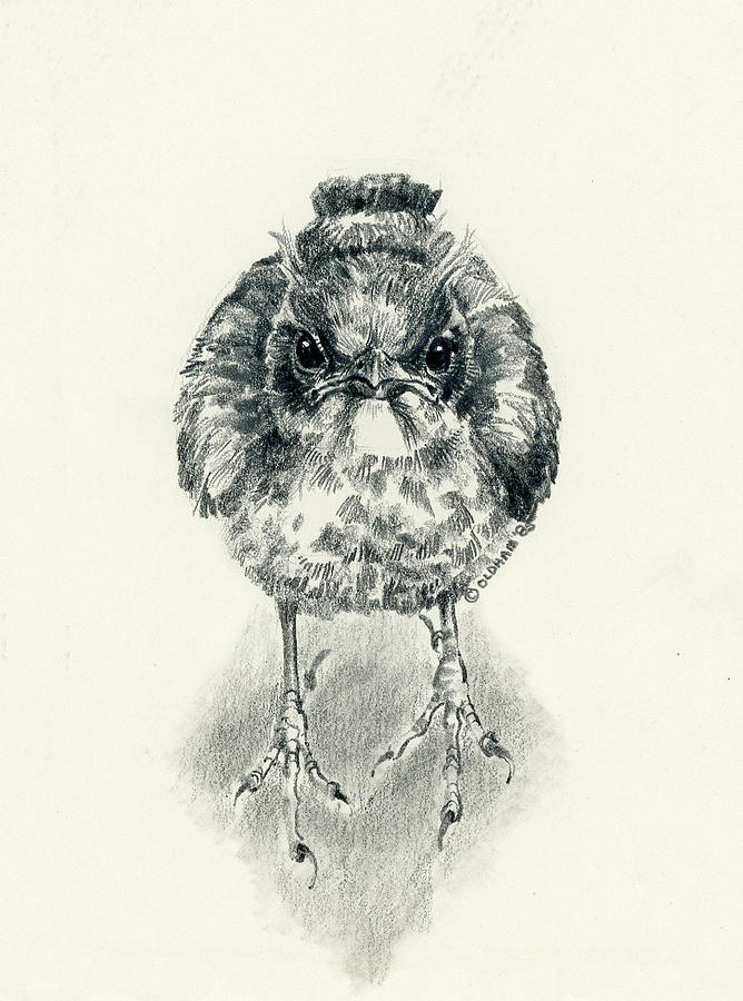 Babies of the Bosque Baby Robin Drawing by Pat Oldham