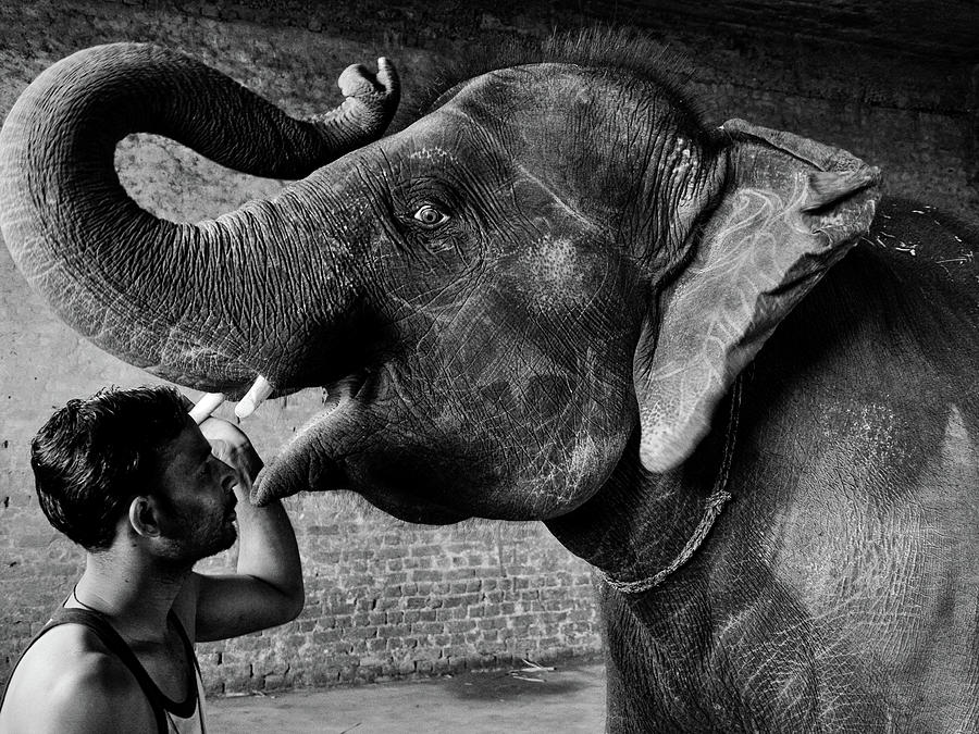 Man and Elephant 2 Photograph by M G Whittingham