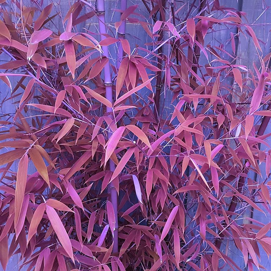 Garden Photograph - Bamboo Leaves In Spiced Pink by Rowena Tutty