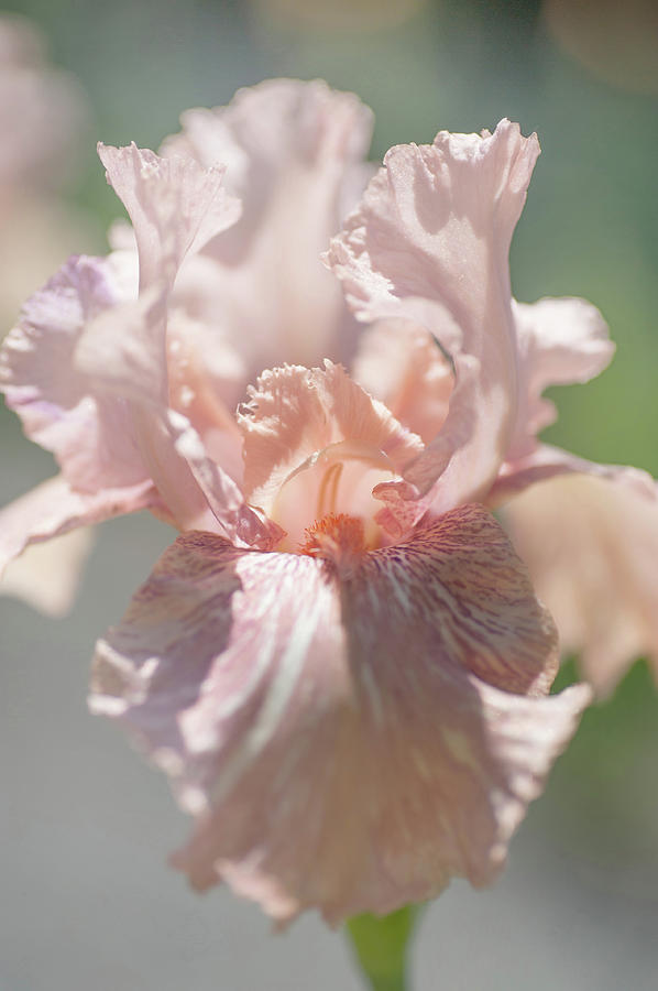 Baboon Bottom Iris Flower 2. The Beauty of Irises  Photograph by Jenny Rainbow