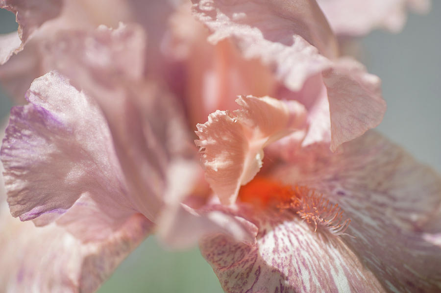 Baboon Bottom Iris. The Beauty of Irises Photograph by Jenny Rainbow