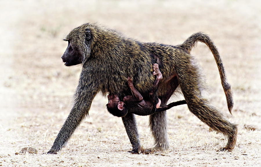 Baboon Carrying Photograph by Vicki Jauron - Fine Art America