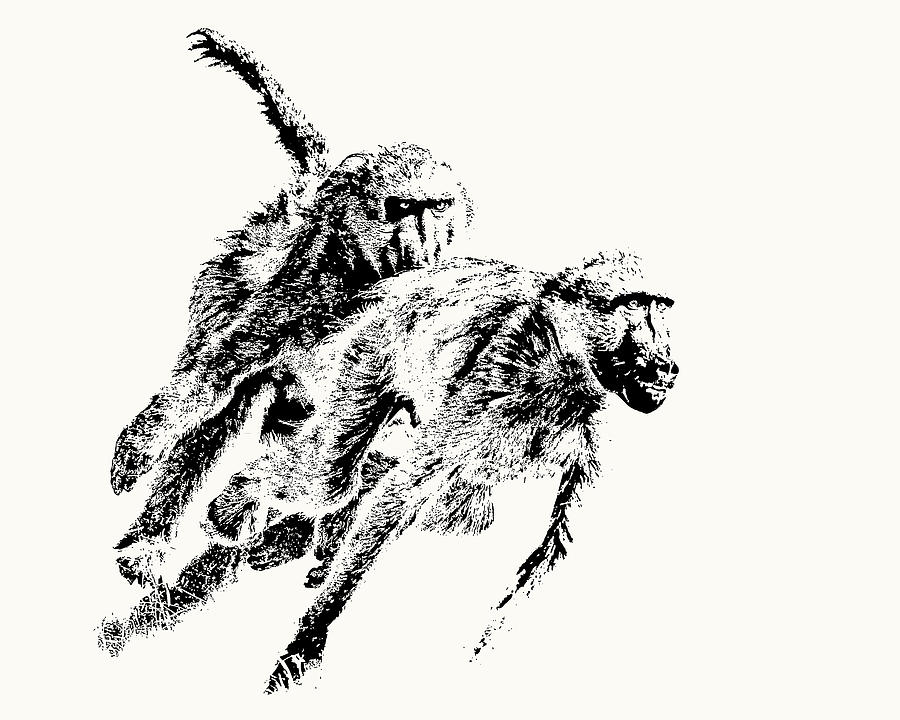 Baboon Chase Action by Scotch Macaskill Baboon Chase Action by Scotch Macaskill