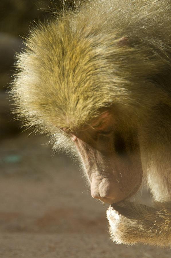 Baboon Craps Shooter Photograph by Richard Henne