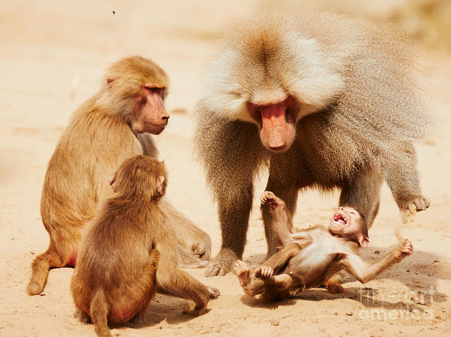 Baboon family having fun in the desert Photograph by Nick  Biemans