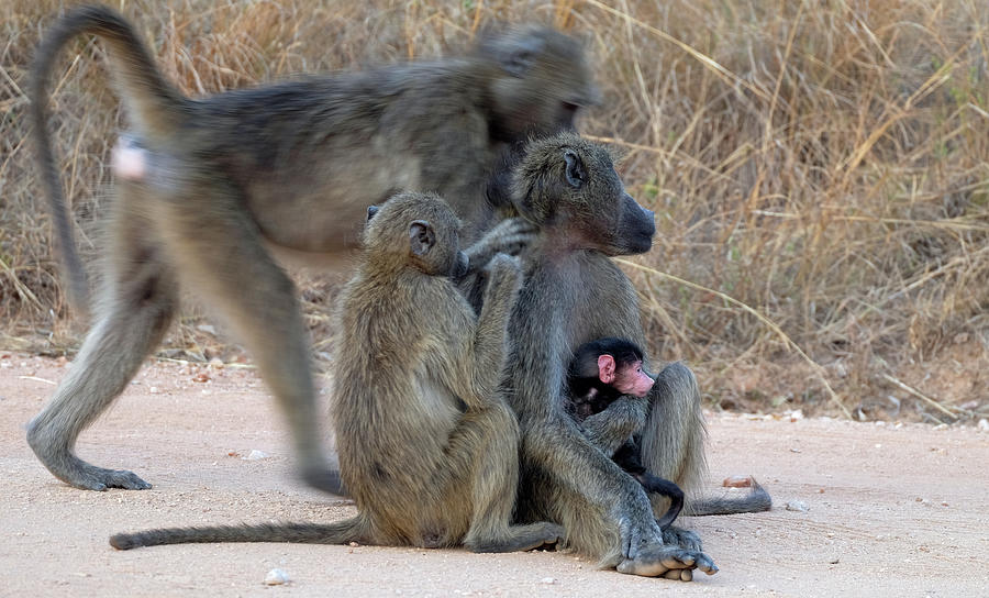 Baboon family Photograph by Suzanne Morshead - Pixels