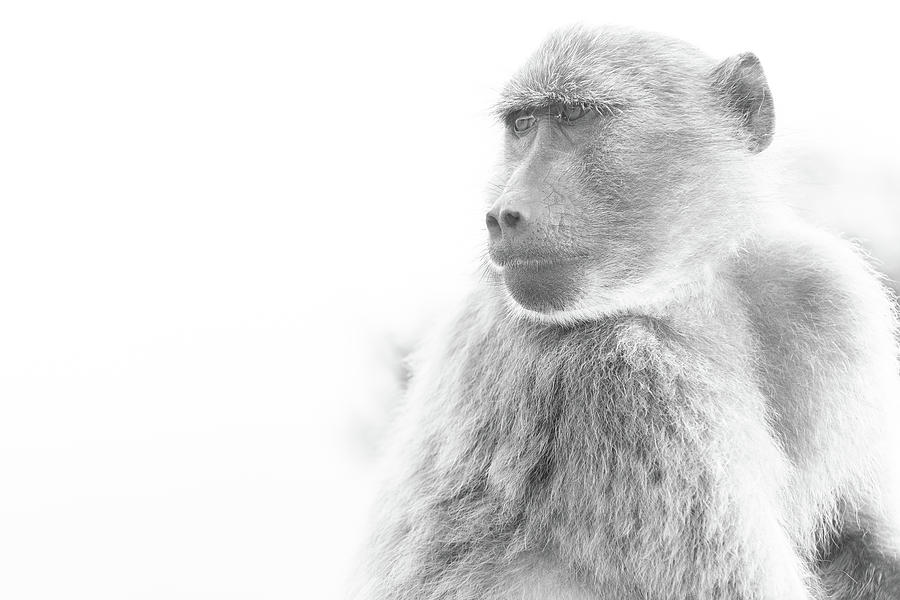 Baboon Photograph by Jose Vazquez