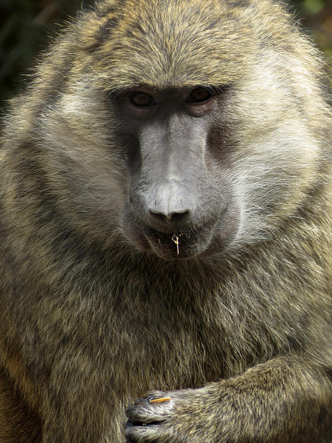 Baboon Photograph by Laurel Powell