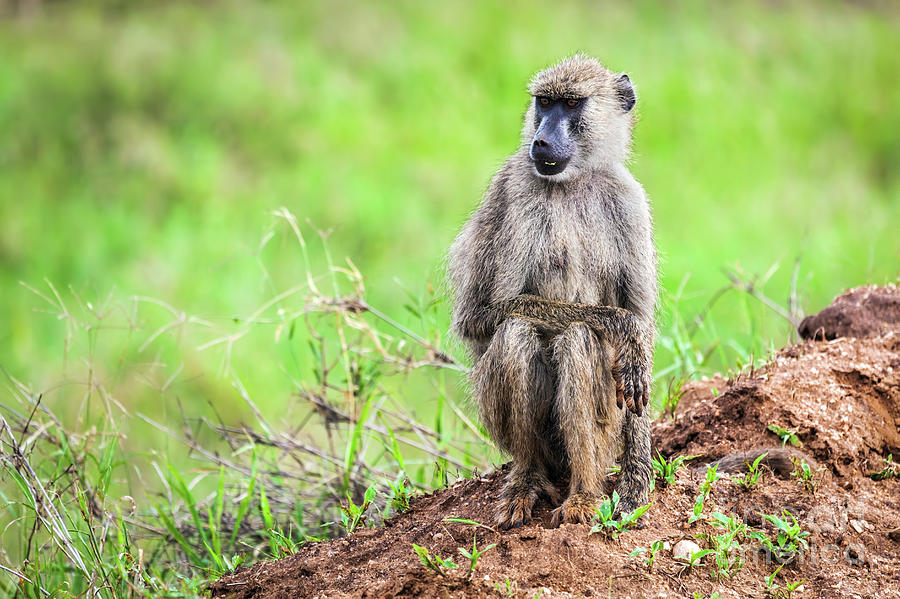 Baboon monkey in African bush. Safari in Tsavo West, Kenya Photograph by Michal Bednarek